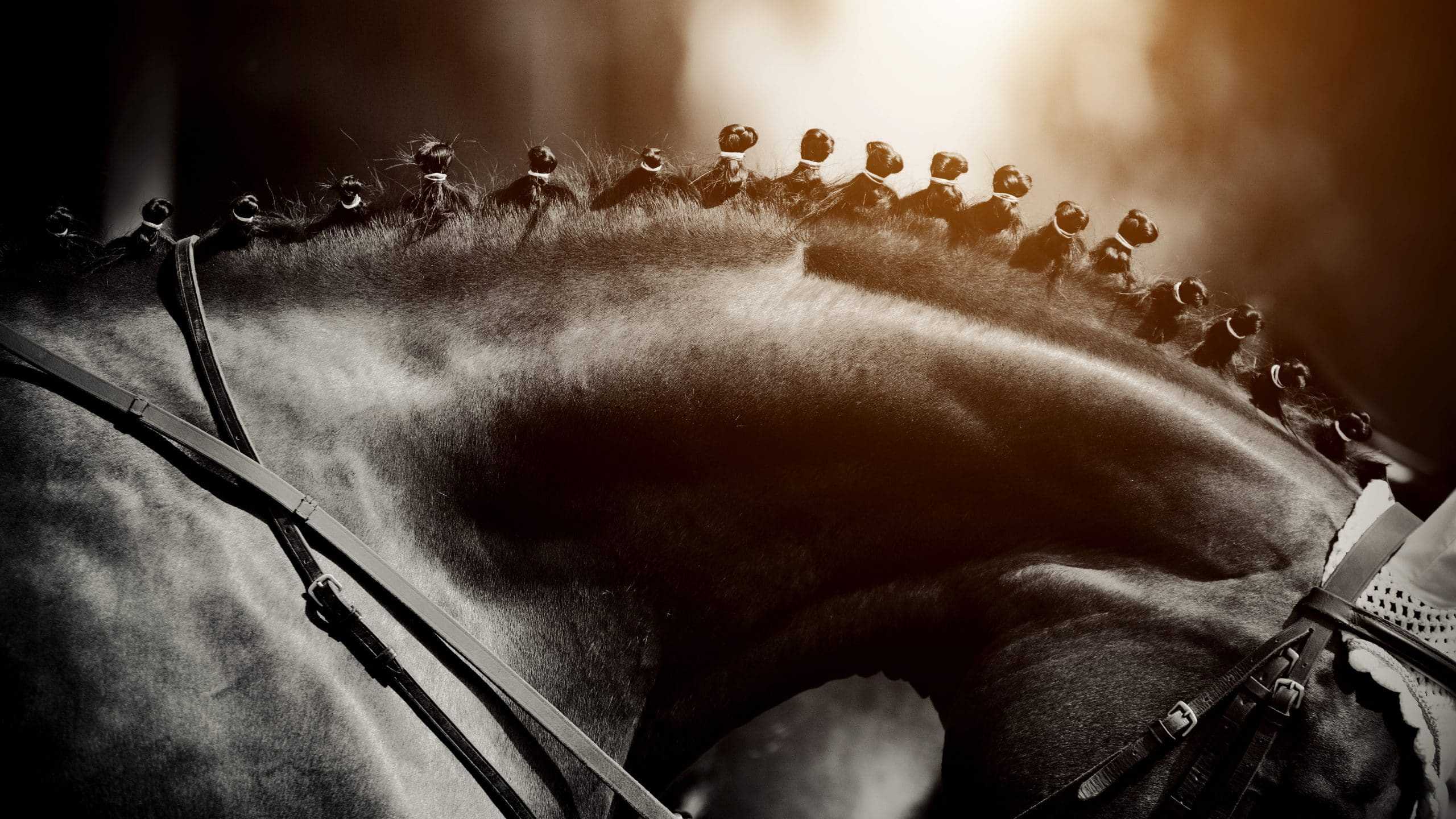 The importance of magnesium for your horse Blog HorseFlex