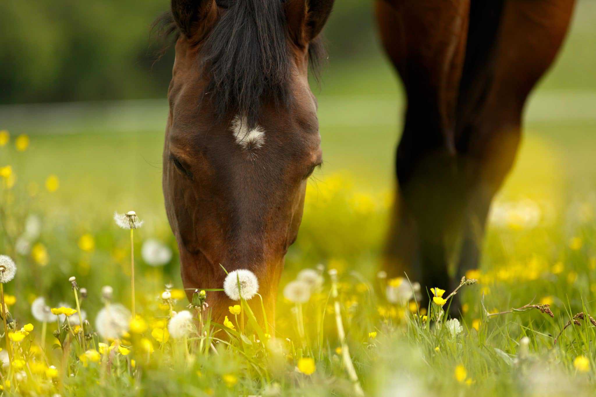 pollenallergy horses