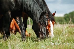 spijsvertering van paarden