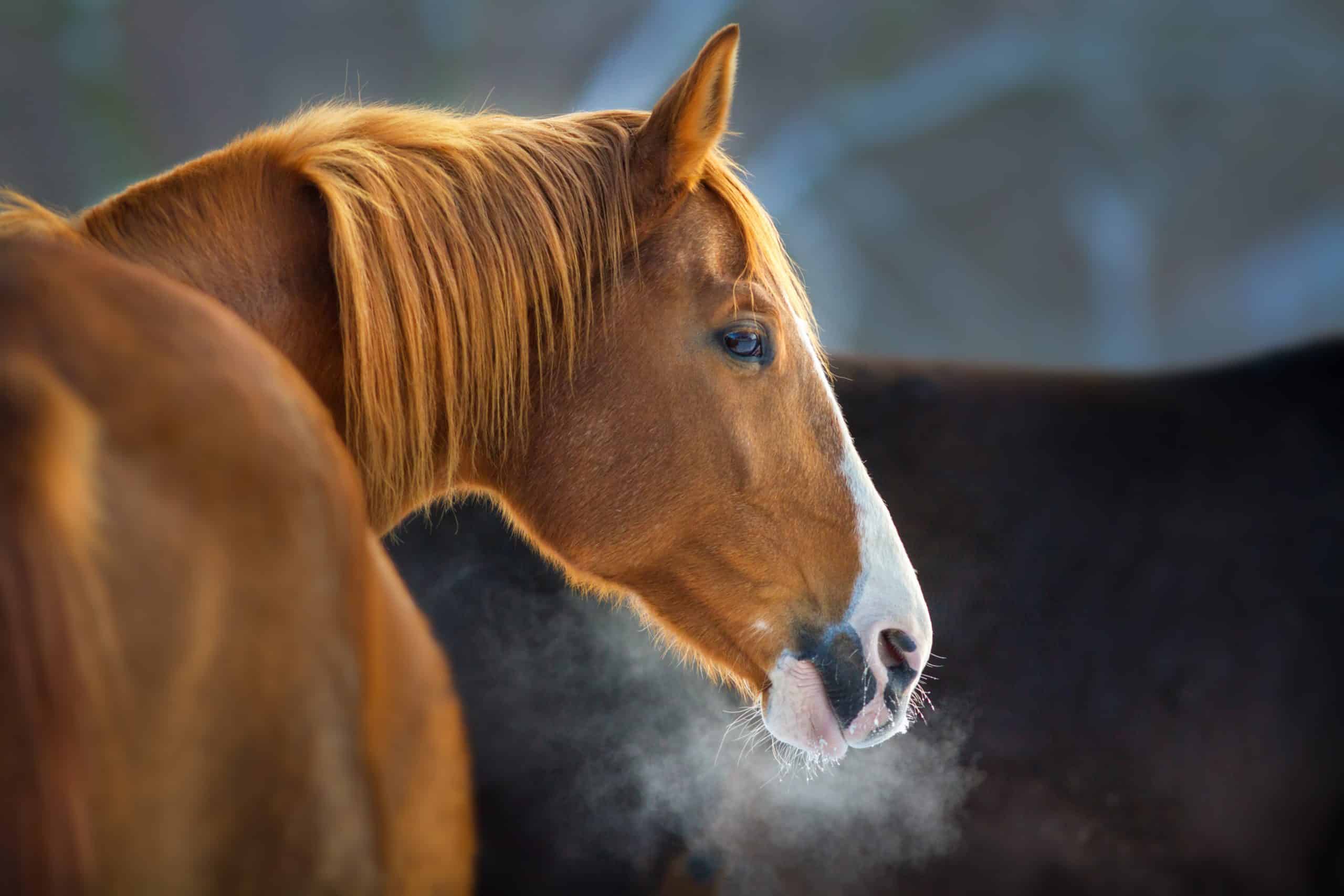 Respiratory problems in horses HorseFlex
