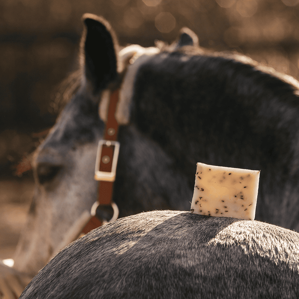 PIPPA Lavender shampoo bar for horses HorseFlex